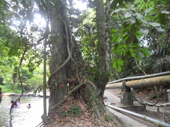 Baum umgeben von Lianen