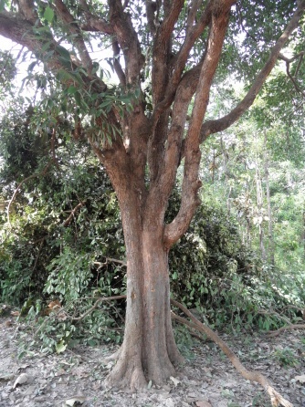 Baum mit wilder verastung