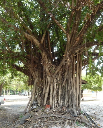 viele dünne baumstämme ergaben einen grossen Baum