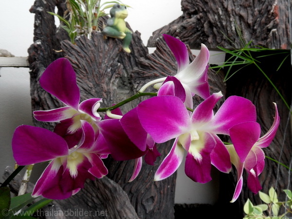 blumenbild orchidee lila weiss