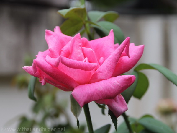 blumenbild rosa rose
