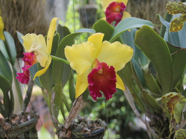 blumenbild orchidee sattes gelb rot