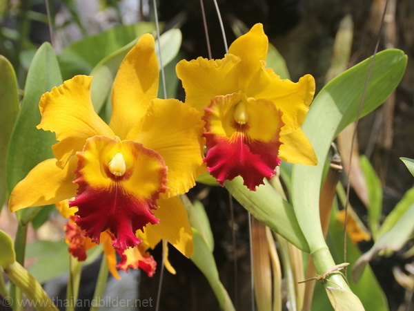 blumenbild orchidee gelb rot