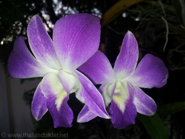 blumenbild lila-weiss orchidee bei Nacht