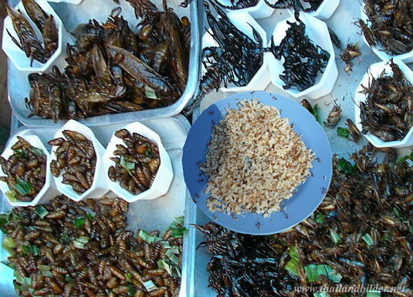proteine käfer maden ameisenlarven skorpione und kakerlaken 