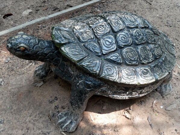 Steinschildkröte