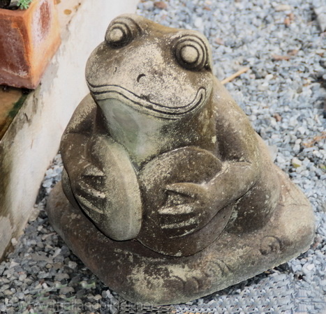 Steinfrosch