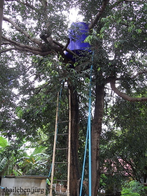 Wassertank hoch im Baum