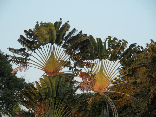 zwei sehr schöne Palmen 