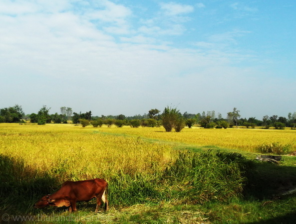 Kuh frisst Gras beim Reisfeld