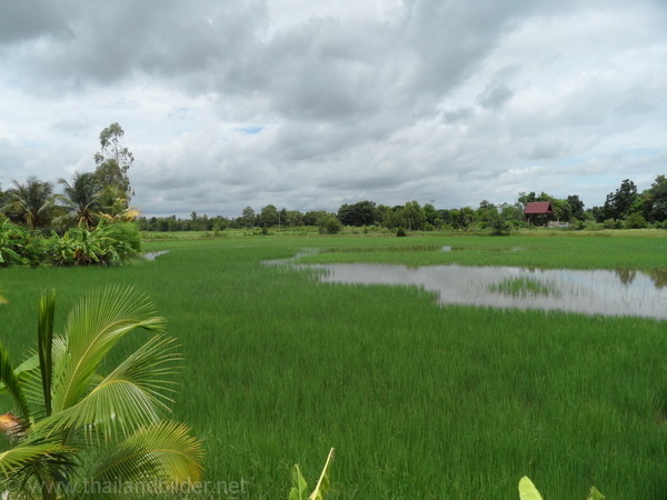 Wasser auf dem Reisfeld