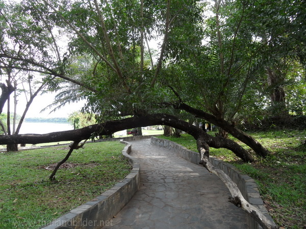 baum wächst über den weg