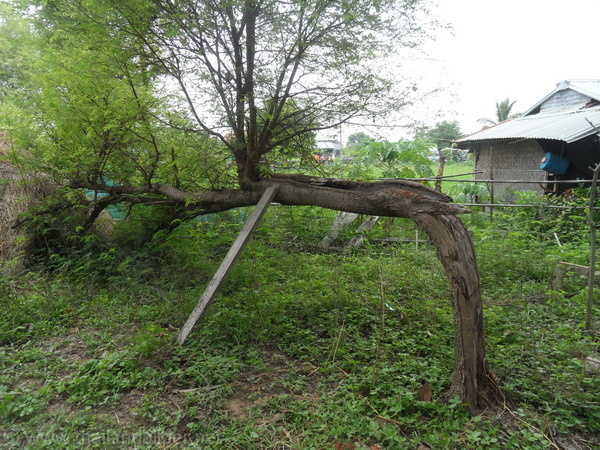 Baum wird abgestützt