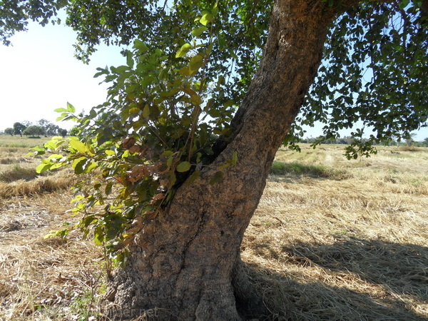 kleine triebe beim Baum