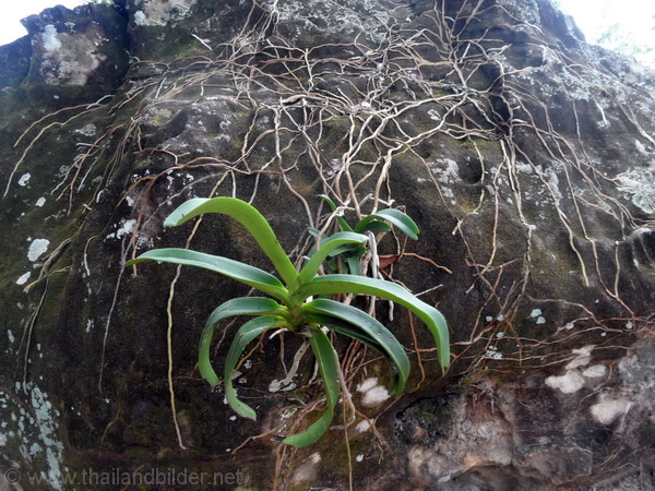 orchideewurzeln hält am stein