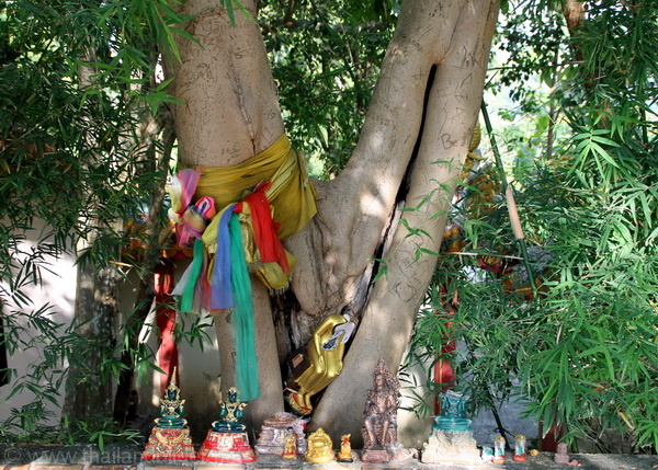 verehrter geschützter Baum