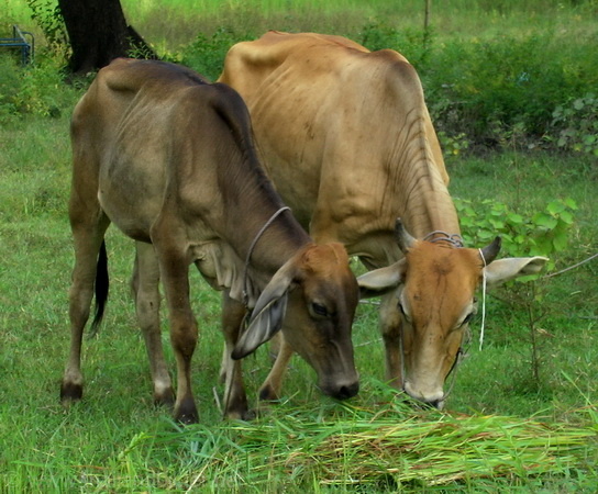 Kühe am grasen