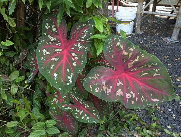 grün-rote blattpflanze