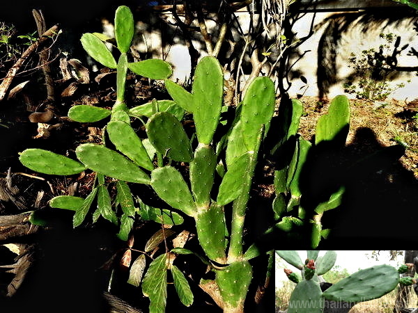 kaktus mit kleiner blüte